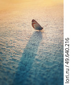 Eastern Tailed Blue butterfly on a lime wall. Tiny winged insect Cupido comyntas from Lycaenidae family species againts warm sunset beams. Стоковое фото, агентство Ingram Publishing / Фотобанк Лори