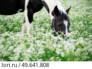 portrait of black-white piebald horse grazing on blossom pasture. Стоковое фото, агентство Ingram Publishing / Фотобанк Лори