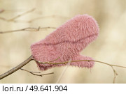 Lost mitten on a branch in a bright forest on a cold day in Januray. Стоковое фото, агентство Ingram Publishing / Фотобанк Лори