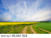 Rural dirt road with yellow canola fields on the right side in a beautiful countryside landscape. Стоковое фото, агентство Ingram Publishing / Фотобанк Лори