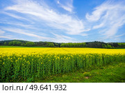 Beautiful rapeseed field with yellow flowers under a blue sky in the summer. Стоковое фото, агентство Ingram Publishing / Фотобанк Лори