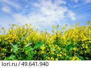 Yellow canola flowers reaching for the sky on a summer day in May. Стоковое фото, агентство Ingram Publishing / Фотобанк Лори