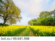 Yellow canola field with tire tracks in the summer with green trees on both sides. Стоковое фото, агентство Ingram Publishing / Фотобанк Лори