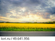 Yellow canola field in the sunset with an asphalt road crossing horizontal. Стоковое фото, агентство Ingram Publishing / Фотобанк Лори