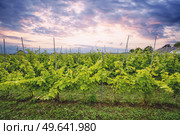 Wineyard in a beautoful sunset on a rural countryside landscape. Стоковое фото, агентство Ingram Publishing / Фотобанк Лори