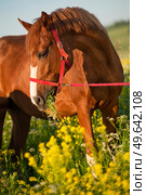 portrait of chestnut dam mare   posing in yellow blossom pasture. sunny evening. Стоковое фото, агентство Ingram Publishing / Фотобанк Лори
