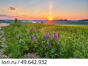 Wildflowers in Summer Sunrise. Purple lupine and canola field, morning light. Violet lupinus, lupin. Beautiful natural landscape. Agriculture rural scene. Стоковое фото, агентство Ingram Publishing / Фотобанк Лори
