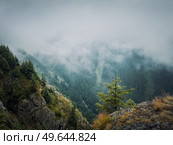 Wonderful view to the misty valley from the top of the mountain. Foggy clouds above the coniferous woods in carpathians ridge. Стоковое фото, агентство Ingram Publishing / Фотобанк Лори