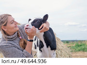pretty black-white new born calf posing with farmer. close up . Стоковое фото, агентство Ingram Publishing / Фотобанк Лори