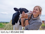 pretty black-white new born calf posing with farmer. close up . Стоковое фото, агентство Ingram Publishing / Фотобанк Лори