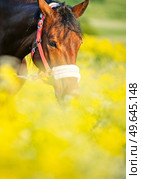  portrait of bay horse in blossom meadow in nice halter. close up. sunny day. Стоковое фото, агентство Ingram Publishing / Фотобанк Лори