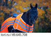  portrait of beautiful black dressage stallion  dressed in training protection cover  posing at evening. autumn season. Стоковое фото, агентство Ingram Publishing / Фотобанк Лори