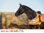  portrait of beautiful black dressage stallion  dressed in training protection cover  posing at sunny evening. autumn season. Стоковое фото, агентство Ingram Publishing / Фотобанк Лори