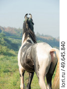  portrait of beautiful grey Marwari  young stallion  posing   at early morning . india. . Стоковое фото, агентство Ingram Publishing / Фотобанк Лори
