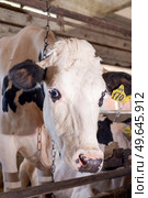 portrait of white holshtain cow  at farm. dairy industry. Стоковое фото, агентство Ingram Publishing / Фотобанк Лори