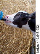 cute little calf   feeding from  bottle against  hay. nursery on a farm. close up. Стоковое фото, агентство Ingram Publishing / Фотобанк Лори