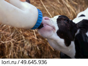 cute little calf   feeding from  bottle against  hay. nursery on a farm. close up. Стоковое фото, агентство Ingram Publishing / Фотобанк Лори