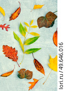 Colorful autumn leaves, herbarium. Autumn yellow and red leaves. Herbarium, collection of autumn leaves. Стоковое фото, агентство Ingram Publishing / Фотобанк Лори