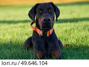 Photograph of puppy Doberman Pinscher dog sitting in grass looking at owner on sunny day. Стоковое фото, агентство Ingram Publishing / Фотобанк Лори