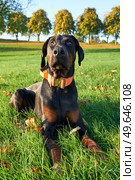 Photograph of puppy Doberman Pinscher dog sitting in grass looking at owner on sunny day with trees in background. Стоковое фото, агентство Ingram Publishing / Фотобанк Лори