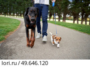 Doberman Pinscher and Miniature Dachshund puppy dogs on a walk in park with owner. Стоковое фото, агентство Ingram Publishing / Фотобанк Лори