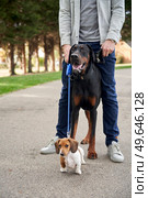 Doberman Pinscher and Miniature Dachshund puppy dogs standing with owner while out on a walk                               . Стоковое фото, агентство Ingram Publishing / Фотобанк Лори