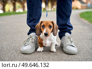 Miniature Dachshund puppy standing between owners legs looking at camera while on a walk                               . Стоковое фото, агентство Ingram Publishing / Фотобанк Лори