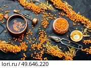 Healthy autumn tea, homemade tea with fresh sea buckthorn. Vitamin tea with sea buckthorn. Стоковое фото, агентство Ingram Publishing / Фотобанк Лори