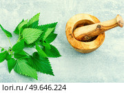 Fresh nettle bunch and wooden rustic mortar on light background. Herbal medicine, healing. Fresh nettle leaves,herbal medicine and homeopathy. Стоковое фото, агентство Ingram Publishing / Фотобанк Лори
