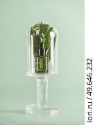 Green serum bottle in glass bell jar with herbs at light green background. Natural cosmetic. Front view. Стоковое фото, агентство Ingram Publishing / Фотобанк Лори