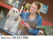 beauty parlour for dogs. Стоковое фото, агентство Ingram Publishing / Фотобанк Лори