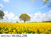 Beautiful tree in a yellow canola field in the summerttime under a blue sky. Стоковое фото, агентство Ingram Publishing / Фотобанк Лори