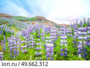 Lupin flowers in wild nature blooming in the spring on a mountain hill. Стоковое фото, агентство Ingram Publishing / Фотобанк Лори