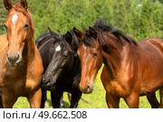 portrait of  sportive brood and young mares walking  at freedom at pasture. sunny summer day. Стоковое фото, агентство Ingram Publishing / Фотобанк Лори
