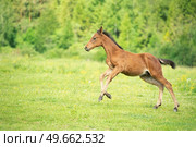 light bay foal running at pasture freely. summer cloudy day. Стоковое фото, агентство Ingram Publishing / Фотобанк Лори