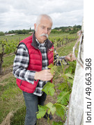 vintner examining grapes during the vintage. Стоковое фото, агентство Ingram Publishing / Фотобанк Лори