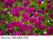 in spring fields of purple tulips bloom in Europe. Стоковое фото, агентство Ingram Publishing / Фотобанк Лори