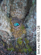 nest with blue eggs of a bird Thrush. wildlife. Стоковое фото, агентство Ingram Publishing / Фотобанк Лори
