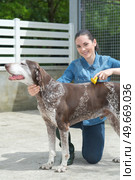 female vet stroking dog at animal shelter. Стоковое фото, агентство Ingram Publishing / Фотобанк Лори