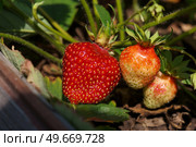 Крупная клубника зреет на зеленом кусте на грядке. Стоковое фото, фотограф Евгения Золкина / Фотобанк Лори