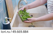 Close up of woman washing fresh green salad leaves under the faucet in stylish kitchen sink, splashes. Female hands rinsing lettuce with tap water. Food safety. Vegan vegetable leaf salad preparation. Стоковое видео, видеограф Марина Демидюк / Фотобанк Лори
