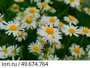 Поле ромашек (лат. Matricaria chamomīlla) Стоковое фото, фотограф Photolart / Фотобанк Лори