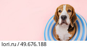 Cute beagle dog in a swimming ring on a pink background. Стоковое фото, фотограф Виктория Тельминова / Фотобанк Лори
