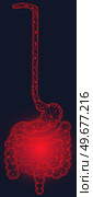 Polygonal stomach and intestines. Medical research of internal organs, innovative approach concept. Human digestive system illustration. Modern depiction of organs for digesting and assimilating food. Polygonal stomach and intestines. Modern depiction of digestive system organs for digesting food. Стоковая иллюстрация, агентство Ingram Publishing / Фотобанк Лори
