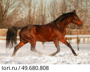 running bay stallion in paddock at winter . Стоковое фото, агентство Ingram Publishing / Фотобанк Лори