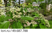 Цветение рябины сорта Брауерс. Латинское название Sorbus intermedia Brouwers. Ветки расцветающего дерева крупным планом. Гроздья белых цветов на фоне зеленой листвы. Flowering of mountain ash of Browers variety. Latin name Sorbus intermedia Brouwers. Branches of blossom tree in close-up. Clusters of white flowers on background of green foliage. Стоковое фото, фотограф Ирина / Фотобанк Лори