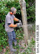 Man chainsawing trunk of tree. Стоковое фото, агентство Ingram Publishing / Фотобанк Лори