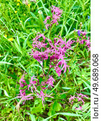 Цветок Кукушкин цвет обыкновенный, горицвет (lychnis flos cuculi) Стоковое фото, фотограф Ирина Курносова / Фотобанк Лори