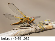 Sympétrum Sanguin (Sympetrum sanguineum) red dragonfly. Стоковое фото, фотограф Корнеев Вячеслав / Фотобанк Лори