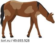 Spotted horse, domestic animal. Countryside, village inhabitant isolated on white background. Farming, animal husbandry and livestock breeding. Agricultural species of odd-toed mammal, horse. Farming, animal husbandry and livestock breeding. Spotted horse, domestic animal, village inhabitant. Стоковая иллюстрация, агентство Ingram Publishing / Фотобанк Лори